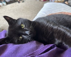 National Black Cat Day today, 27th October.