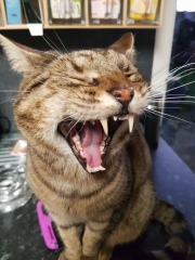 Thug cat part 5 - For he will not do destruction, if he is well-fed, neither will he spit without provocation.