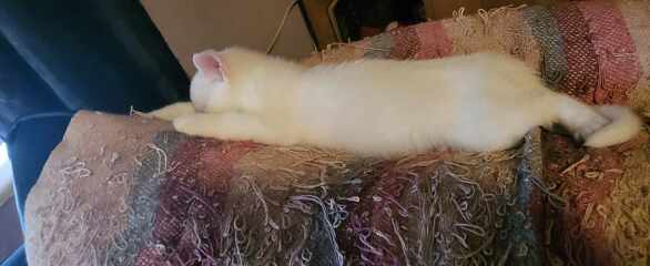 18 week old kitten constantly attacking us