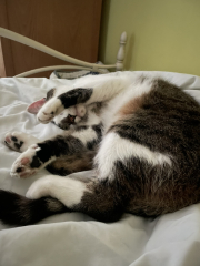 How many cats is too many ?