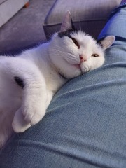 How did you meet your feline overlords?