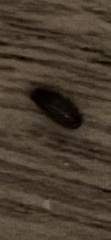 Is this a beg bug? (But not on the bed)