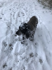 Does my dog need a mud suit
