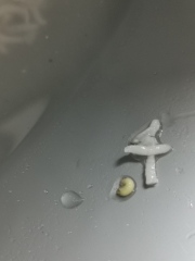 WTF is this in my rice?