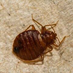 Help- Is this a bedbug?