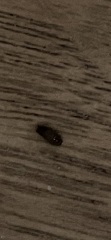 Is this a beg bug? (But not on the bed)