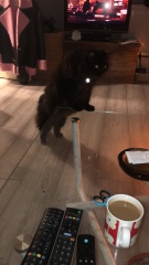 Further Adventures of the Excellent Cats