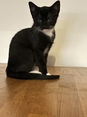 Kittens and stairs