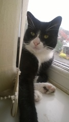 Magnificent whiskers