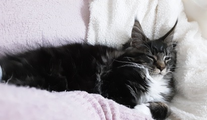 Maine Coon