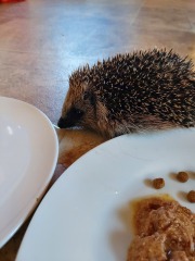 Hedgehog Help!