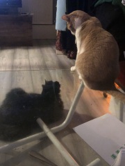 Further Adventures of the Excellent Cats