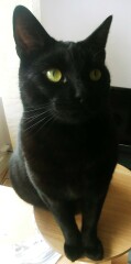 National Black Cat Day today, 27th October.