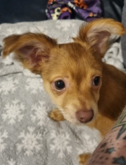 Is this a full breed chihuahua?