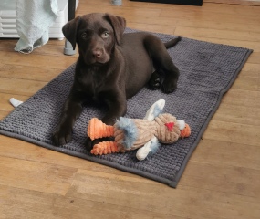 Puppy Survival Thread - for old and new pups