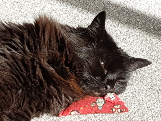 Further Adventures of the Excellent Cats
