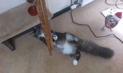 Reluctant to spend the winter in front of the TV