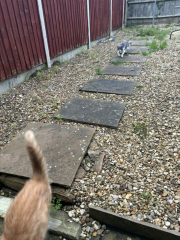 Potential new inmate at Toddler Towers.