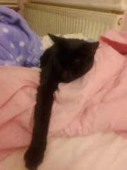 Childfree - what's your take on pets?