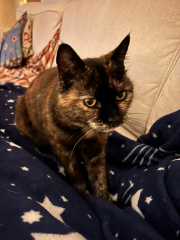 How did you meet your feline overlords?