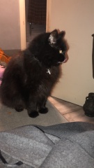 Further Adventures of the Excellent Cats