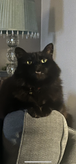 National Black Cat Day today, 27th October.