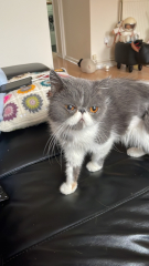 Potential new inmate at Toddler Towers.