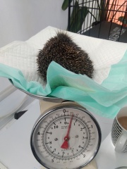 Hedgehog Help!