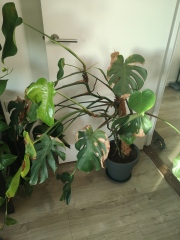 Worried about monstera - what's wrong? (With pics)