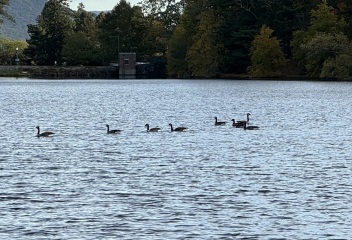 Come and tell me your dull and unexciting news 26: Calmly through the day 