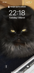 National Black Cat Day today, 27th October.