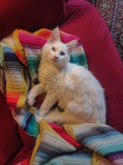 Maine Coon