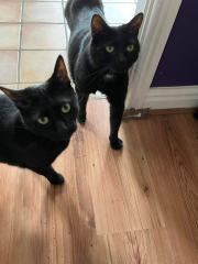 National Black Cat Day today, 27th October.