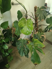 Worried about monstera - what's wrong? (With pics)