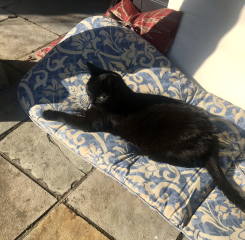 Further Adventures of the Excellent Cats