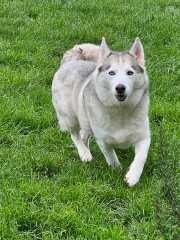 Kennels