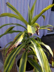 How can I deter my kittens from destroying my house plant?