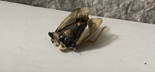 Please say it’s not a cockroach!!