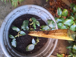 Rose cutting- when do I remove cover?