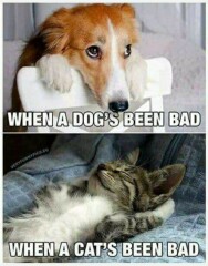 Why are cats allowed to be a pain in the arse??