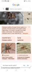 Can someone tell me what kind of spider this is? Warning photo attached! 😨
