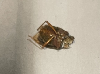 Please say it’s not a cockroach!!