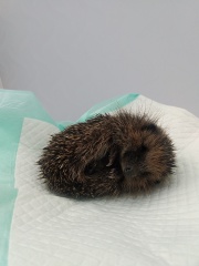 Hedgehog Help!