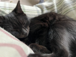 The Very Eventful Lives of the Excellent Cats