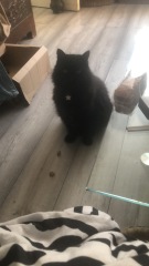 Further Adventures of the Excellent Cats