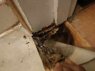 oh help! This is rot, for sure - but is it dry rot?? Bathroom floor.