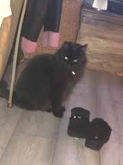 Further Adventures of the Excellent Cats