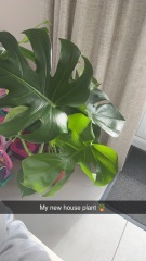 My cheese plant is taking over