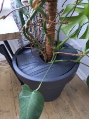 How can I deter my kittens from destroying my house plant?