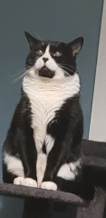 How did you meet your feline overlords?